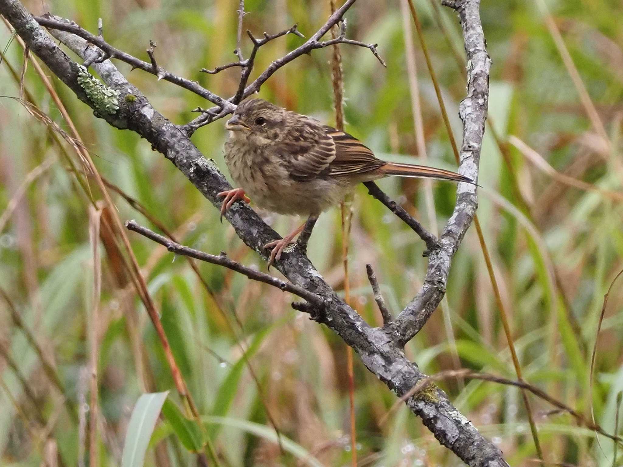 Meadow Bunting