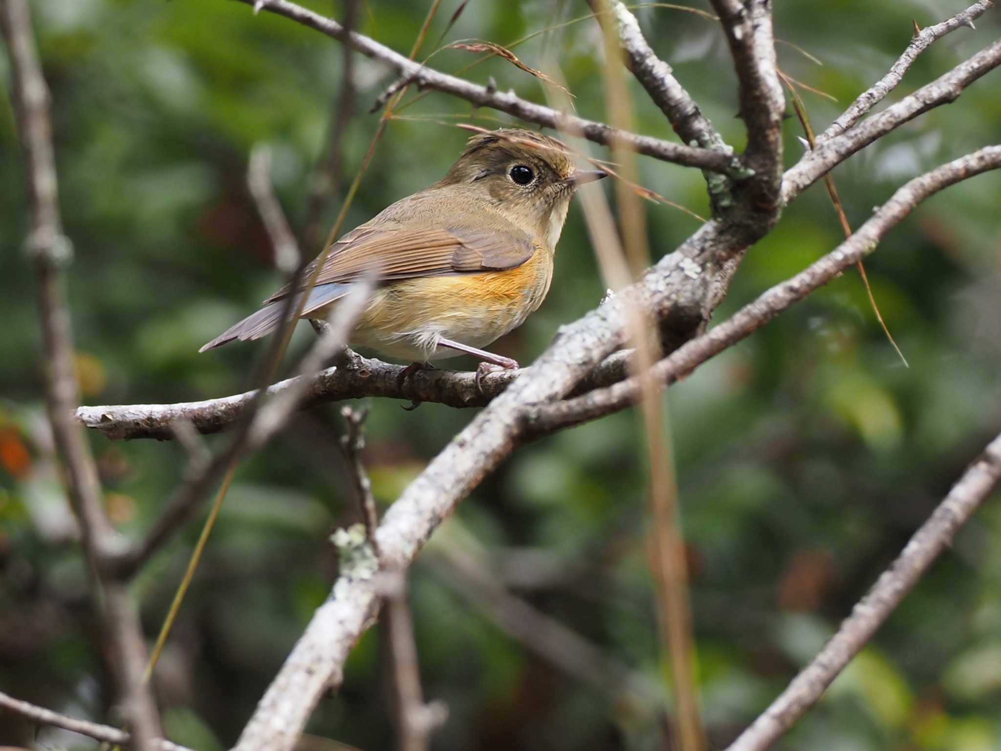 Red-flanked Bluetail