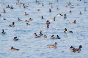 スズガモ 野島公園 2017年12月3日(日)