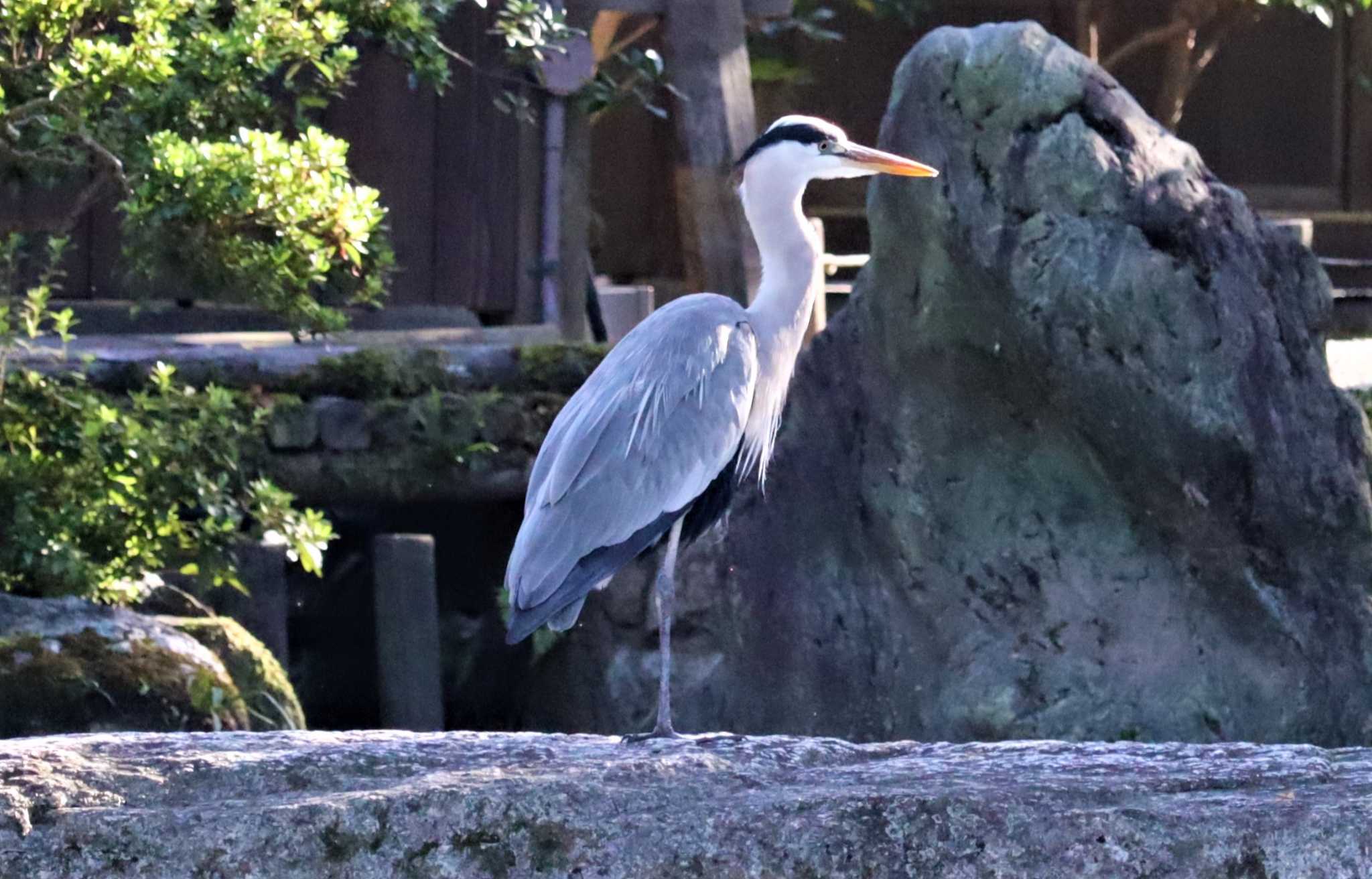 アオサギ