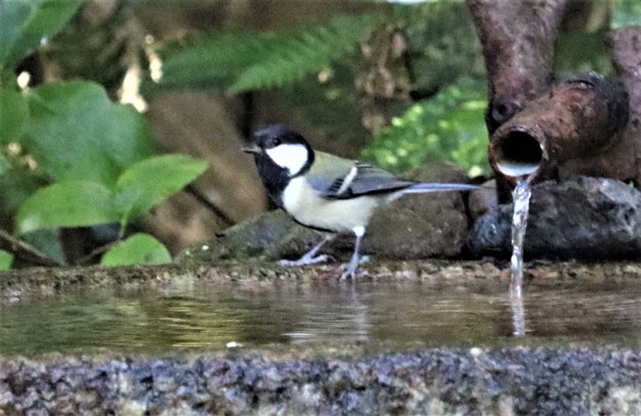 シジュウカラ