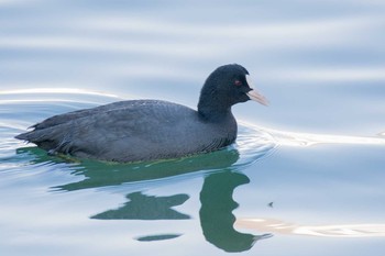 オオバン 野島公園 2017年12月3日(日)