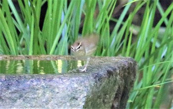 ヤブサメ 京都御苑 2022年9月25日(日)