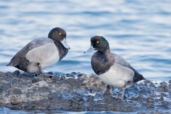 スズガモ 野島公園 2017年12月3日(日)