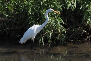 Great Egret 大堀川水辺公園 Wed, 9/28/2022