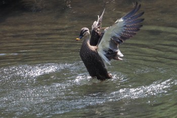 Eastern Spot-billed Duck 大堀川水辺公園 Wed, 9/28/2022