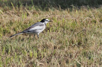 White Wagtail 水の館親水広場 Wed, 9/28/2022