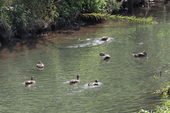 Eastern Spot-billed Duck 大堀川水辺公園 Wed, 9/28/2022