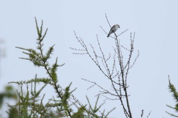 Grey-streaked Flycatcher Shirakaba-touge Sat, 9/17/2022