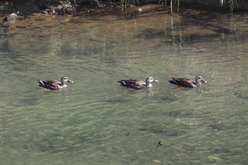 Eastern Spot-billed Duck 大堀川水辺公園 Wed, 9/28/2022