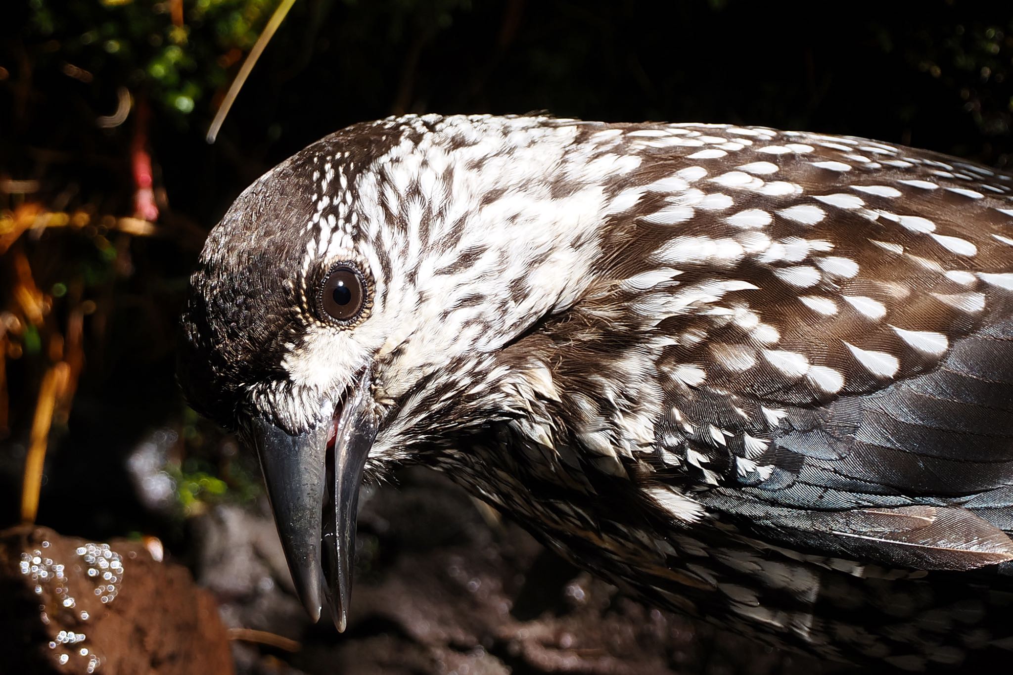 Spotted Nutcracker