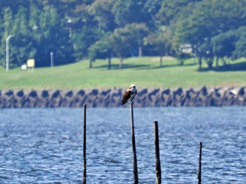 ミサゴ 葛西臨海公園 2022年9月28日(水)