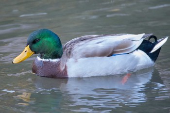 Thu, 1/4/2018 Birding report at 光が丘水辺公園