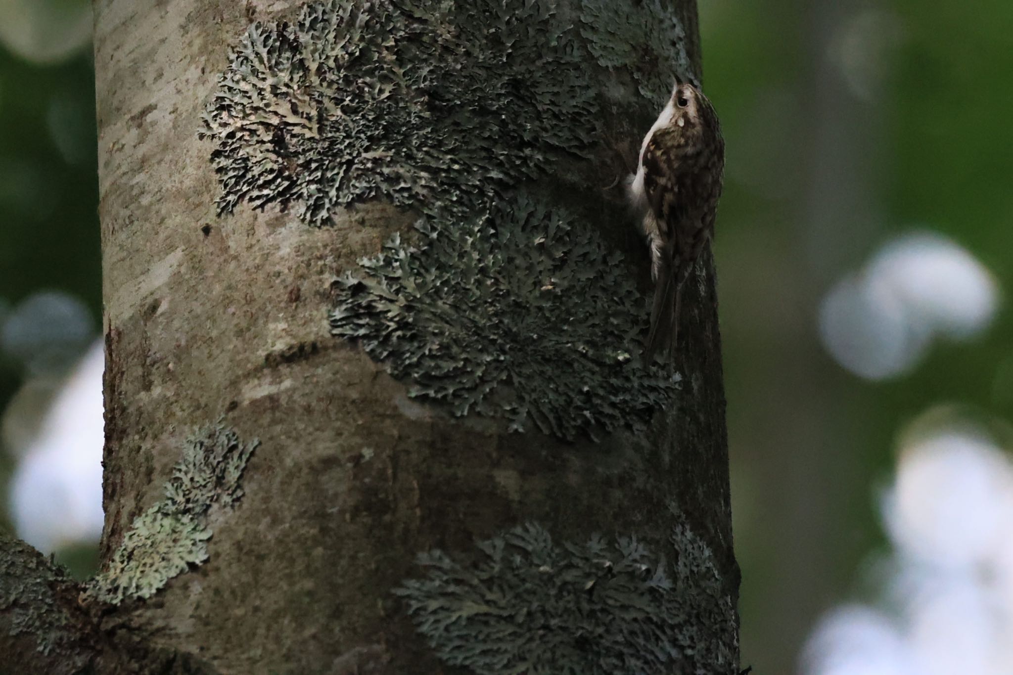 北大研究林(北海道大学苫小牧研究林) キバシリの写真 by ウレシカ