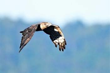 Crested Honey Buzzard Shirakaba-touge Sun, 9/25/2022