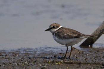 Little Ringed Plover 霞ヶ浦 Wed, 9/28/2022