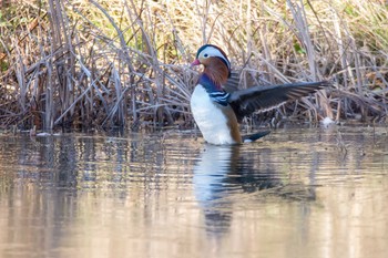 Mandarin Duck 光が丘水辺公園 Thu, 1/4/2018