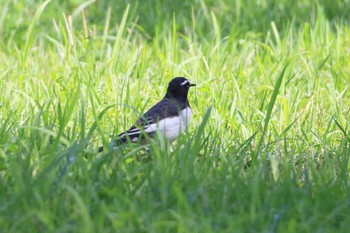 Japanese Wagtail 木曽川河跡湖公園 Wed, 9/28/2022