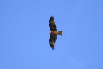 Black Kite 木曽川河跡湖公園 Wed, 9/28/2022