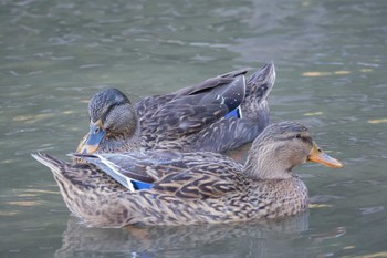 マガモ 光が丘水辺公園 2018年1月4日(木)