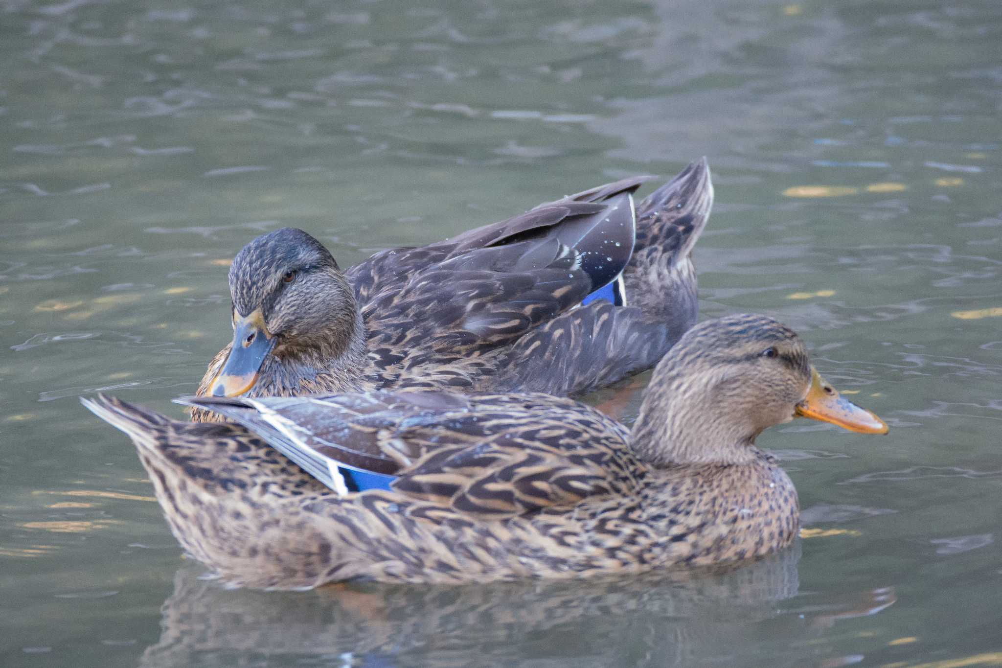 光が丘水辺公園 マガモの写真 by Nyanchew