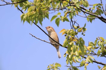 Bull-headed Shrike 木曽川河跡湖公園 Wed, 9/28/2022