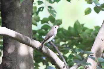 Asian Brown Flycatcher 木曽川河跡湖公園 Wed, 9/28/2022