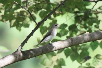 Asian Brown Flycatcher 木曽川河跡湖公園 Wed, 9/28/2022