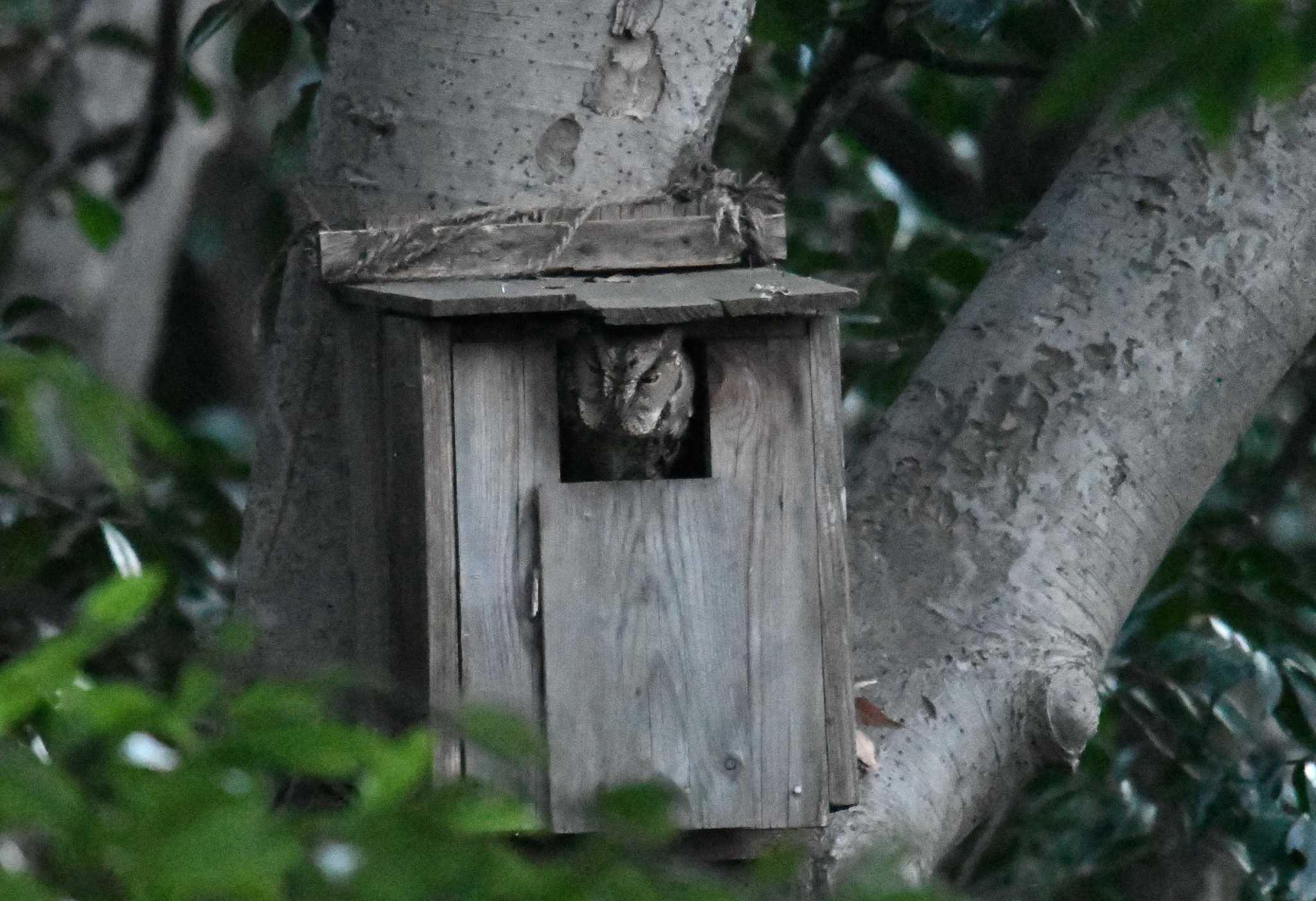  オオコノハズクの写真 by あひる