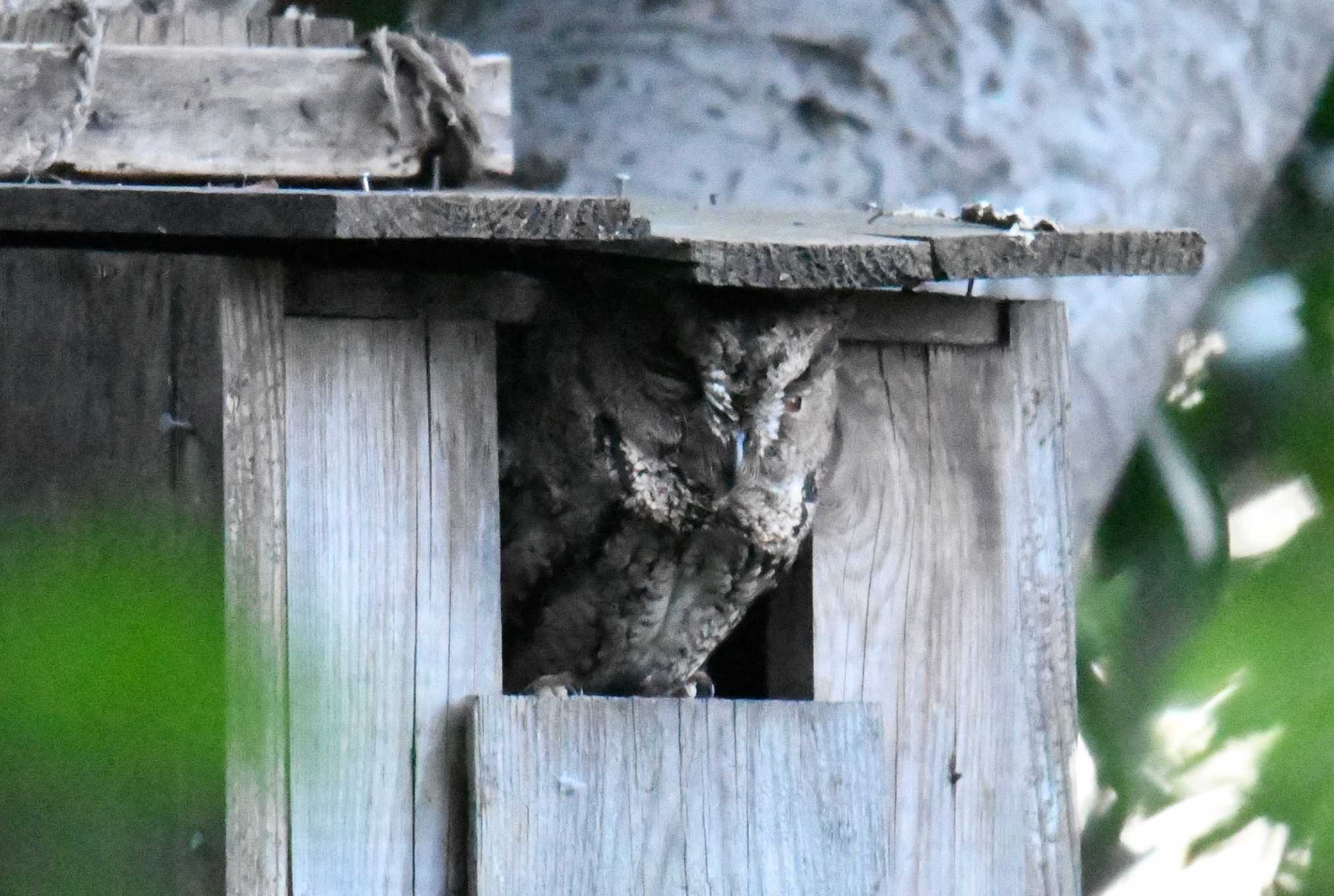  オオコノハズクの写真 by あひる