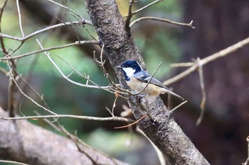 ヒガラ 北大研究林(北海道大学苫小牧研究林) 2022年9月28日(水)