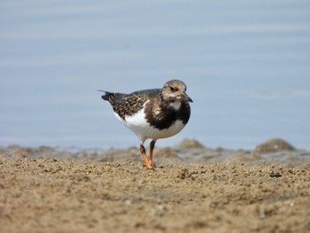 2022年9月28日(水) 安濃川河口の野鳥観察記録