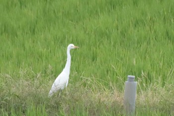 2022年9月27日(火) 滋賀県米原市の野鳥観察記録