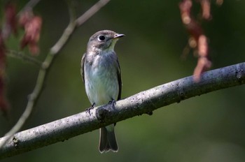 Asian Brown Flycatcher 杭瀬川スポーツ公園 Tue, 9/27/2022