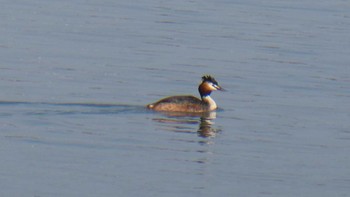 Great Crested Grebe 行徳野鳥保護区 Sun, 4/10/2022