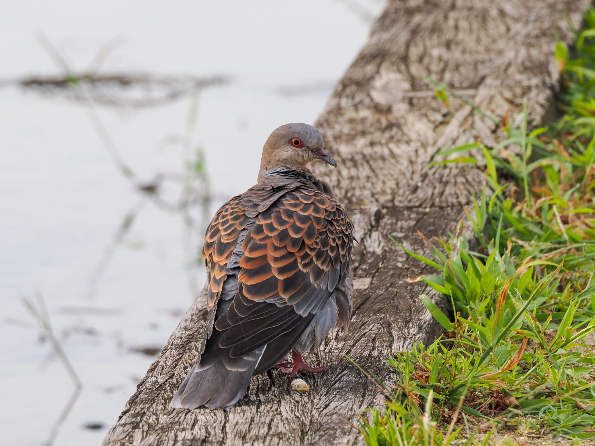 Oriental Turtle Dove