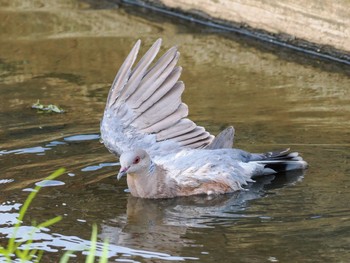 Oriental Turtle Dove 霞ヶ浦総合公園 Sat, 9/17/2022