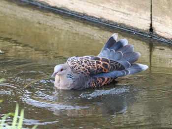 キジバト 霞ヶ浦総合公園 2022年9月17日(土)