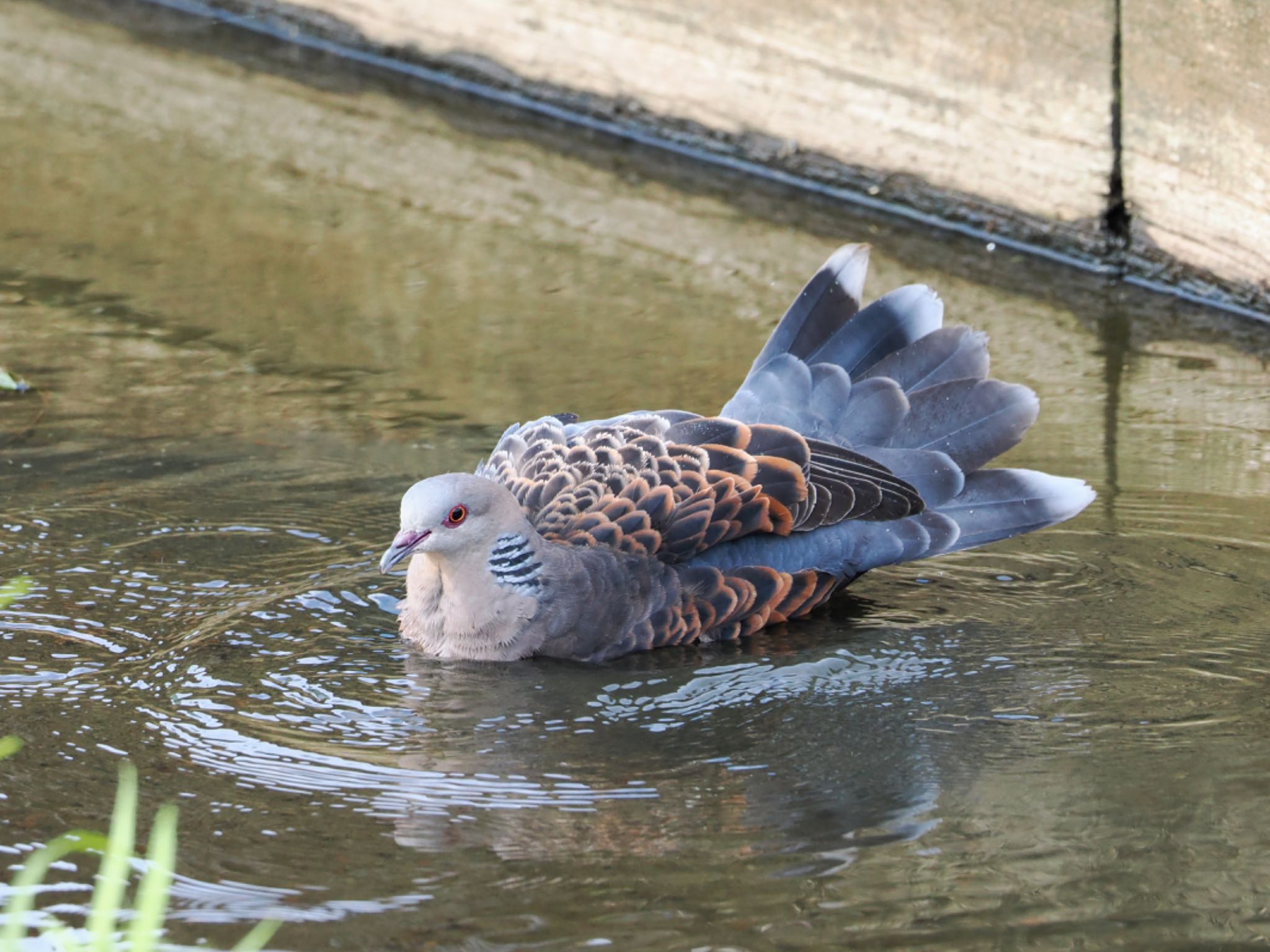 Oriental Turtle Dove