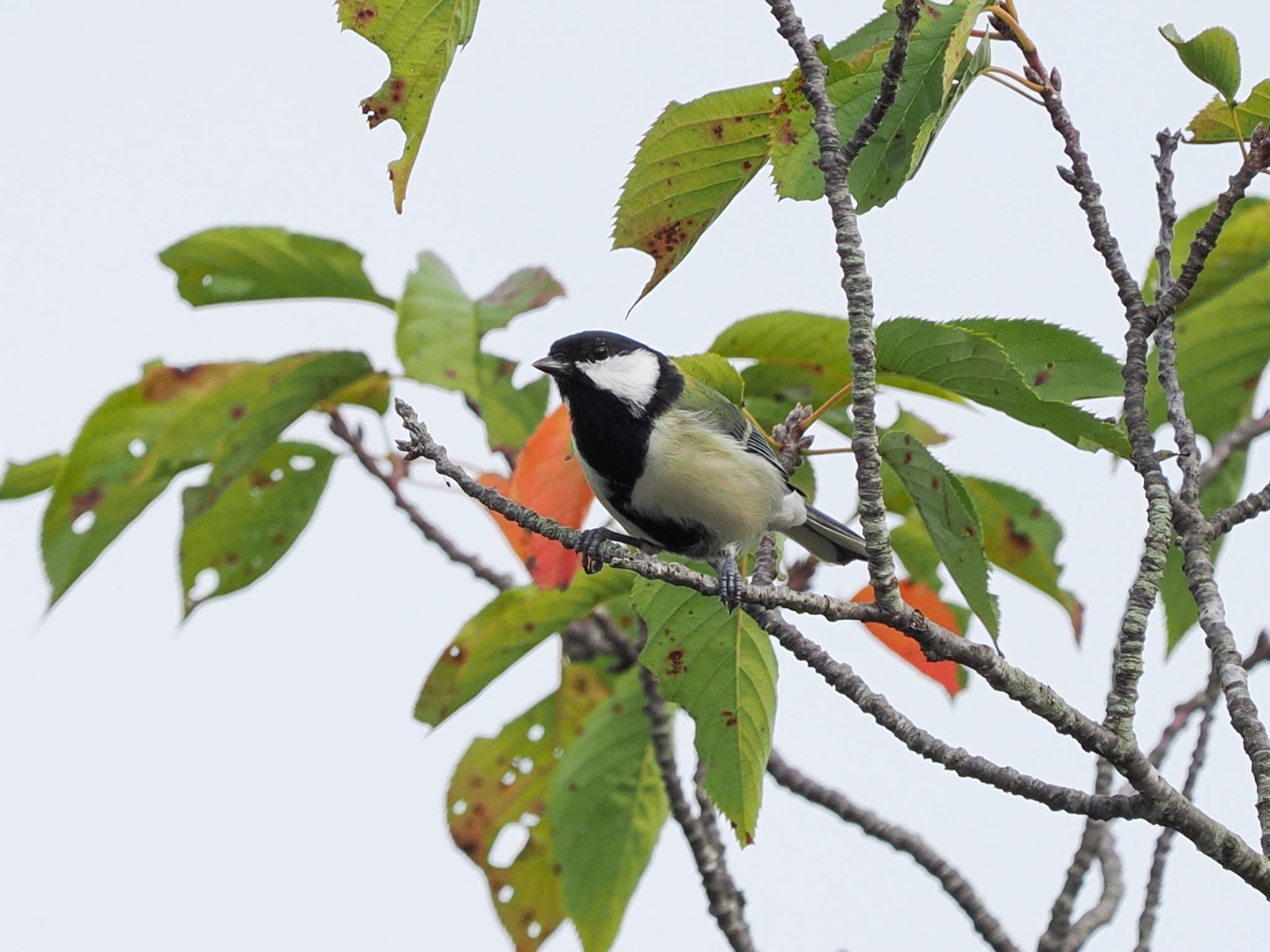 いろんな鳴き声を使い分けてたシジュウカラ by クロやん