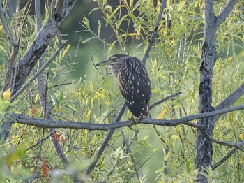 2022年9月17日(土) 桜川(土浦市)の野鳥観察記録