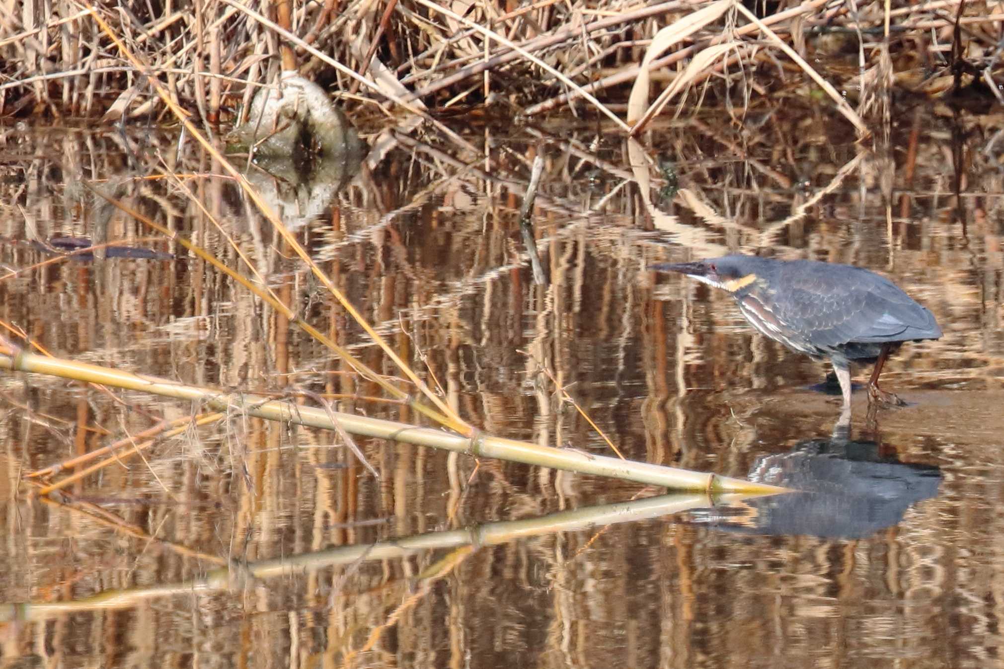 Photo of Black Bittern at 京都府 by アカウント695