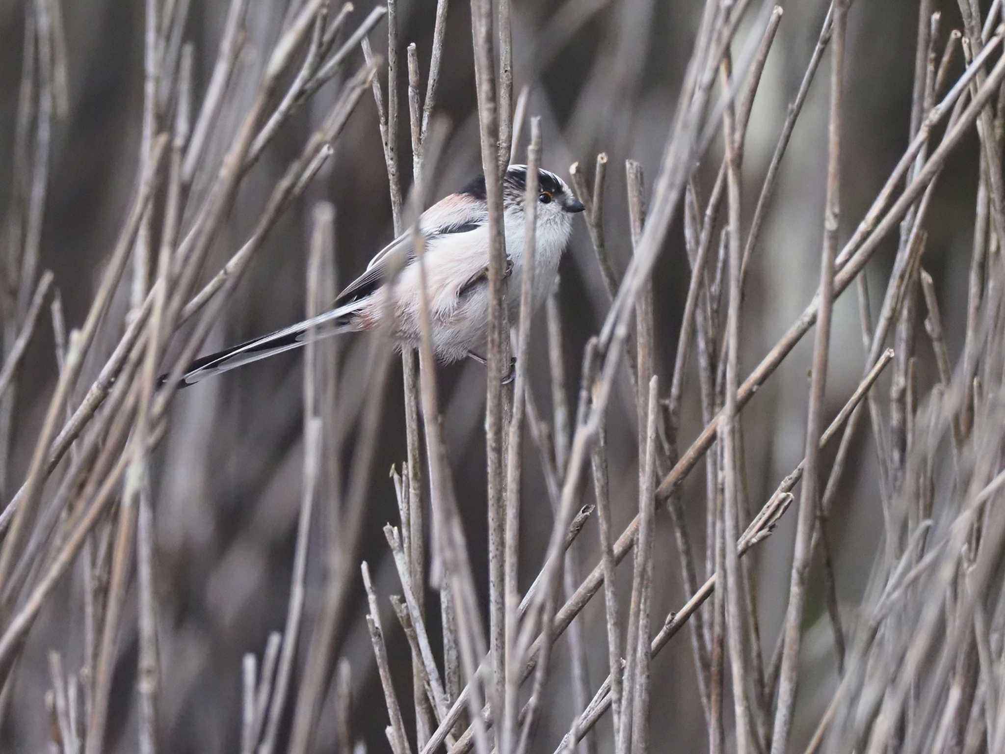 Long-tailed Tit