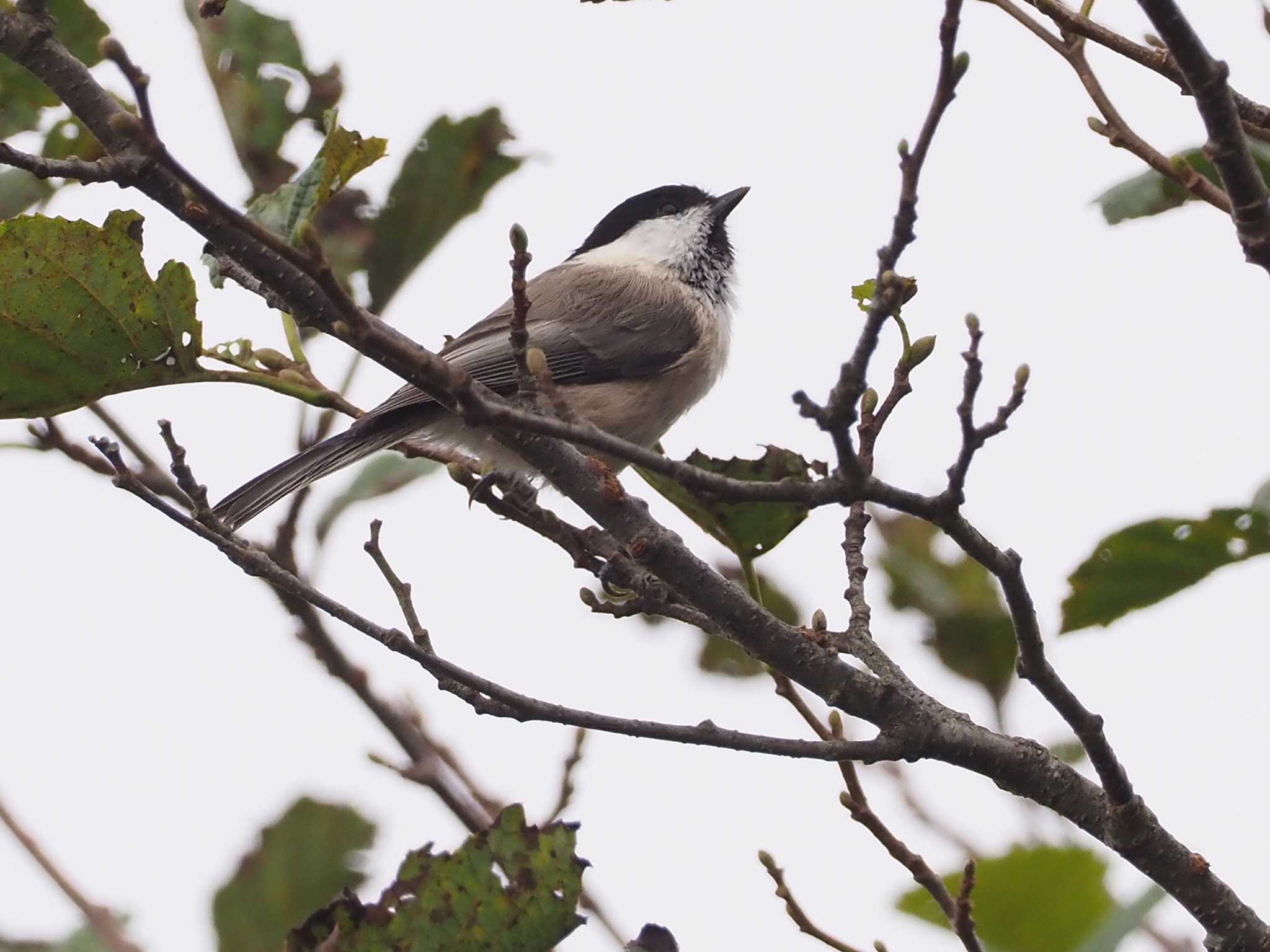 Willow Tit