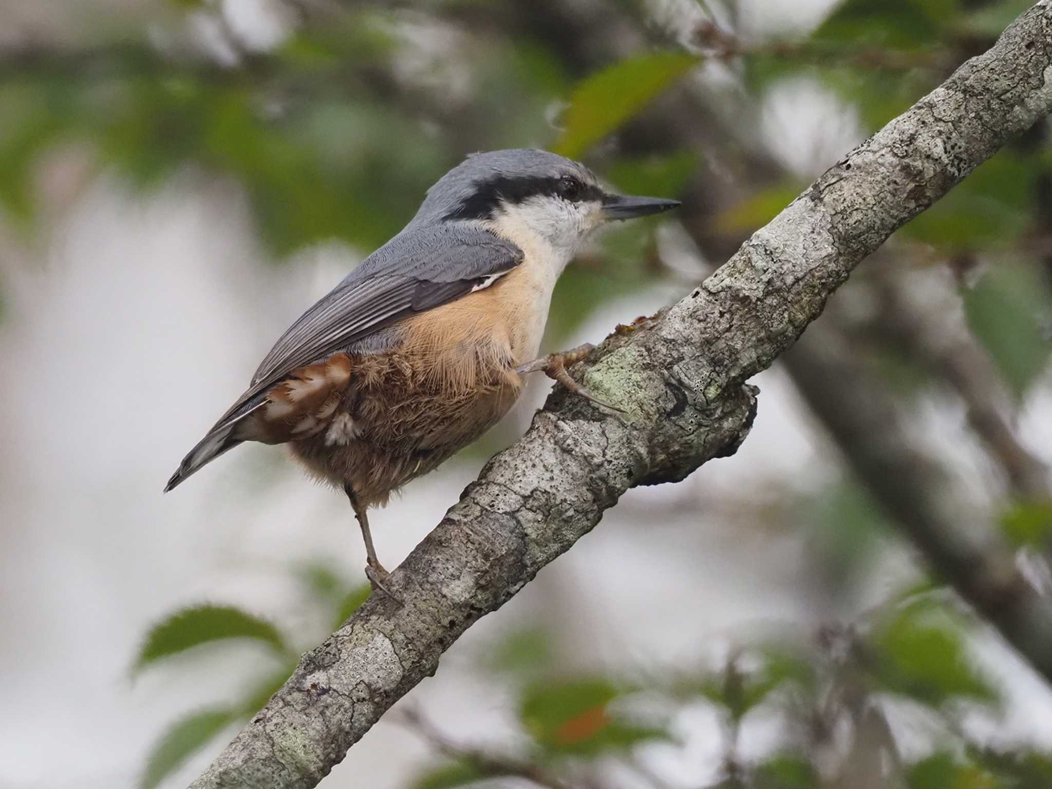 Eurasian Nuthatch