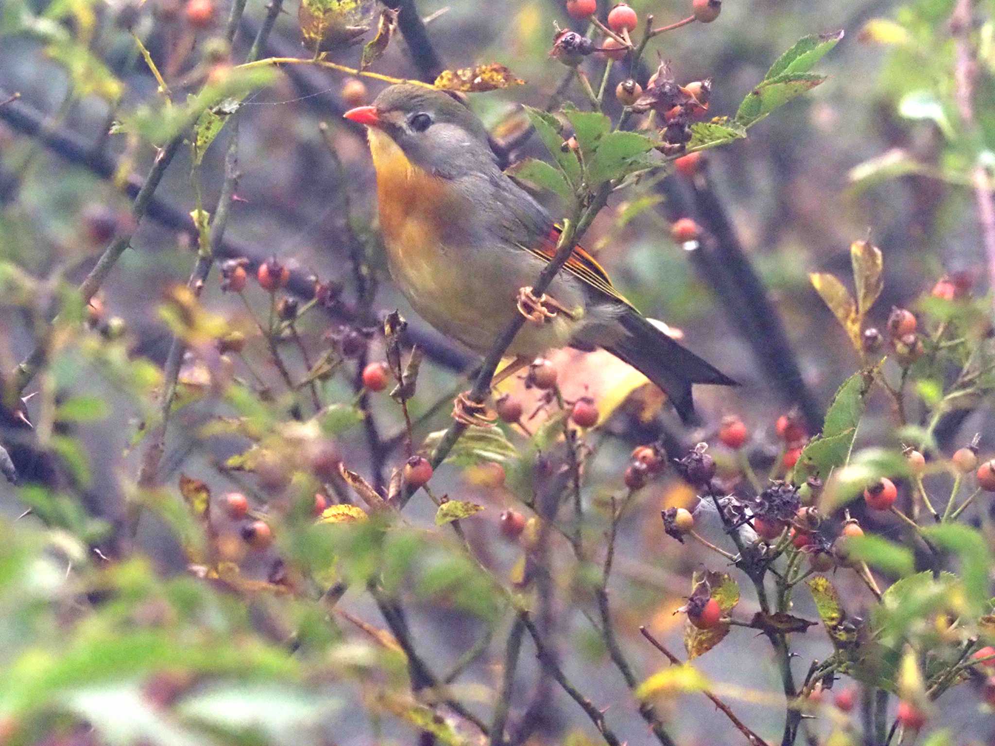 Red-billed Leiothrix