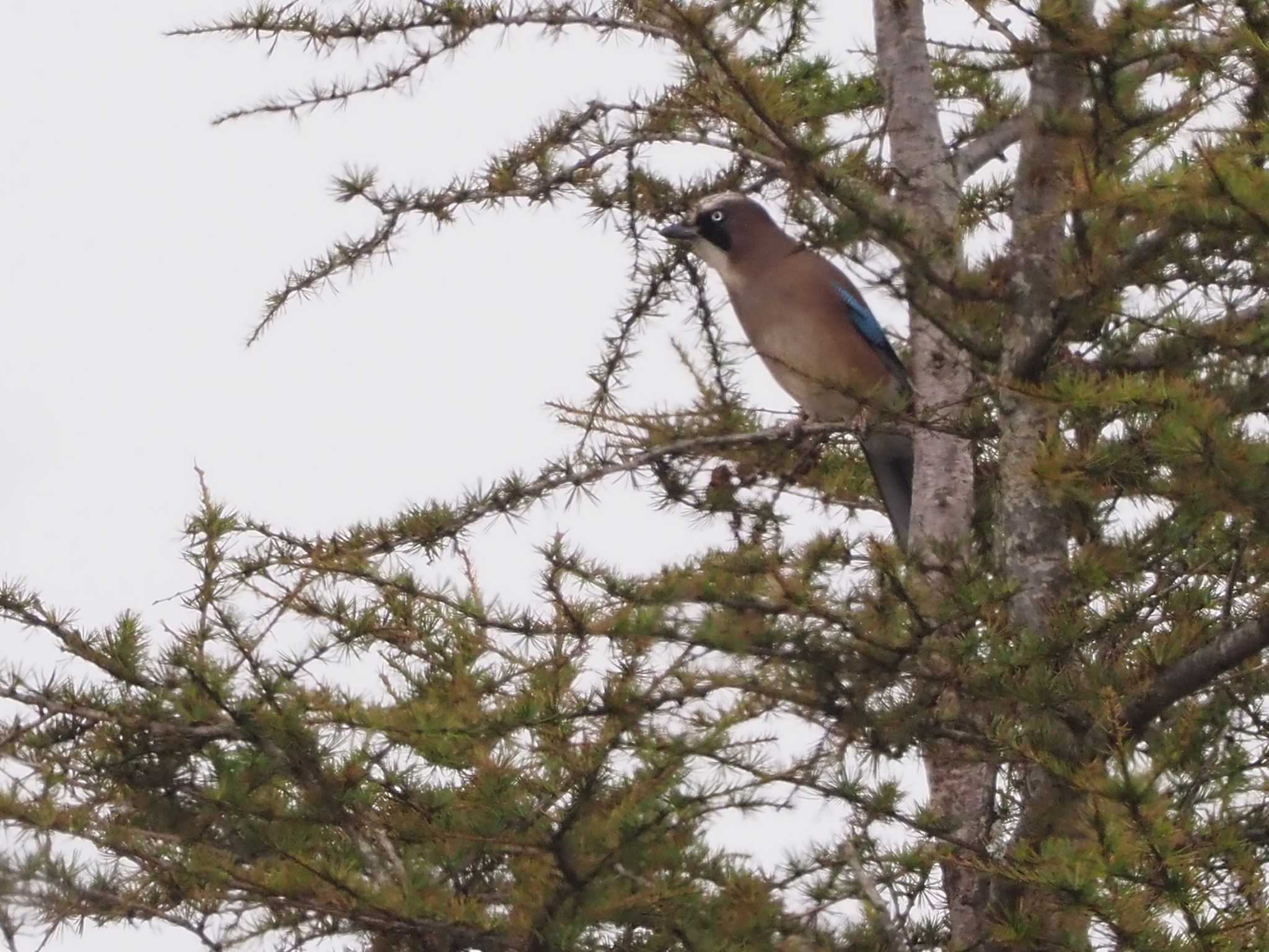 Eurasian Jay