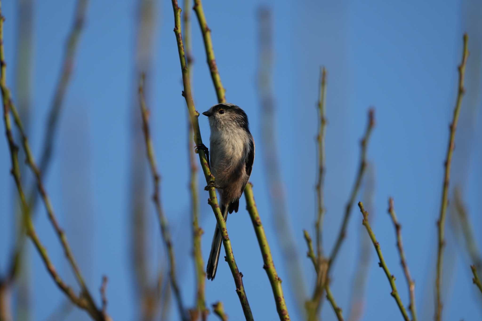 Long-tailed Tit