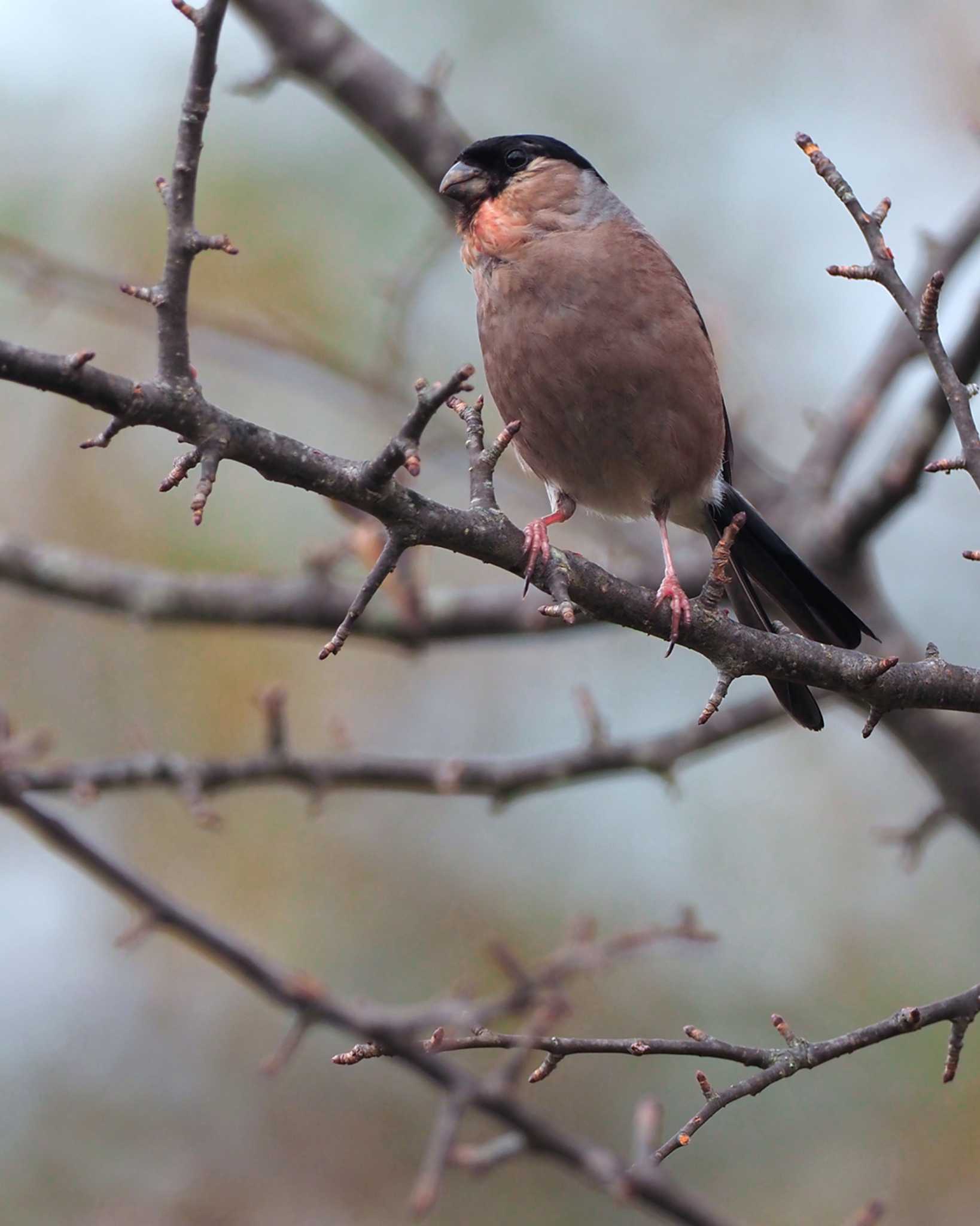 Eurasian Bullfinch(rosacea)