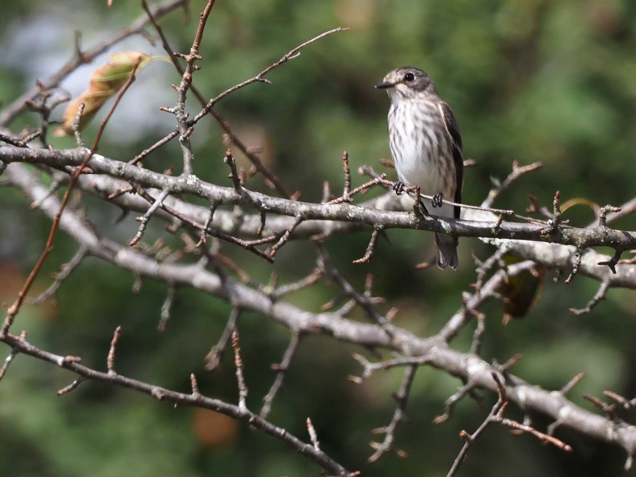 Grey-streaked Flycatcher